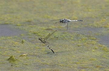 シオカラトンボの産卵