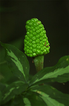 テンナンショウ属の実