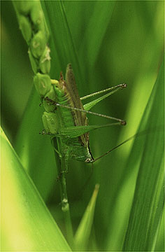 オナガササキリ