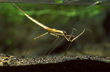 ミズカマキリの幼虫