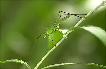 アシグロツユムシ