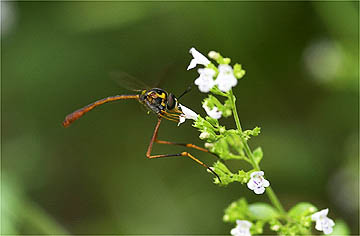 スズキハラボソツリアブ