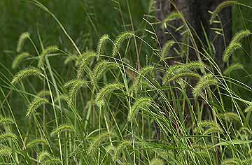 アキノエノコロ