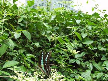 九段のアオスジアゲハ