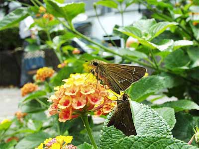 九段のイチモンジセセリ