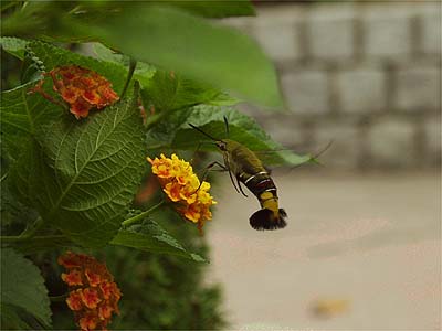 九段のオオスカシバ