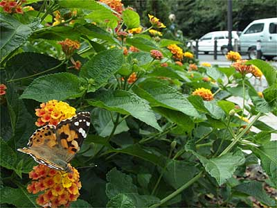 九段のヒメアカタテハ