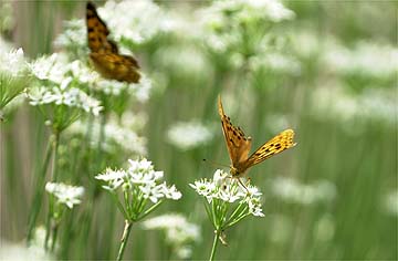 ニラの花にくるチョウ