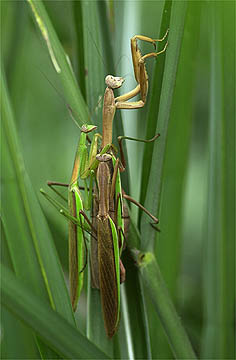 オオカマキリの交尾