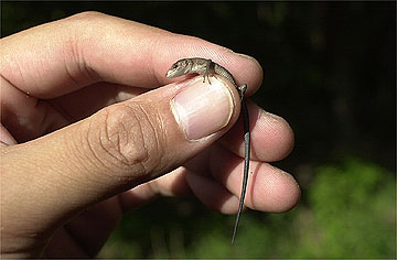 カナヘビのこども