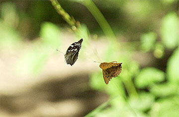 メスグロヒョウモンの求愛飛翔