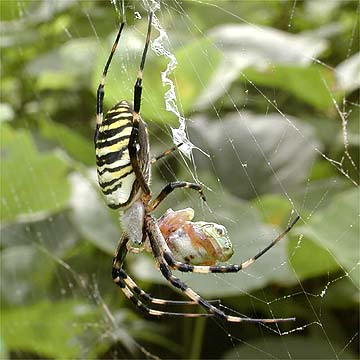 アマガエルを食べるナガコガネグモ