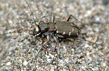 アリを食べるコニワハンミョウ