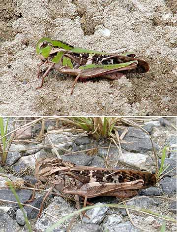 クルマバッタの2型