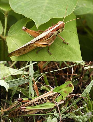 トノサマバッタとツチイナゴ