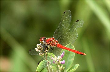 真っ赤になったナツアカネ