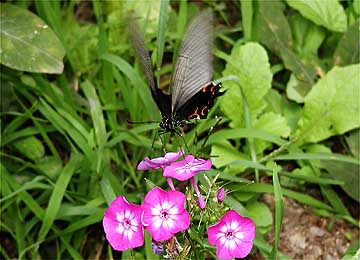オイランソウに来たクロアゲハ