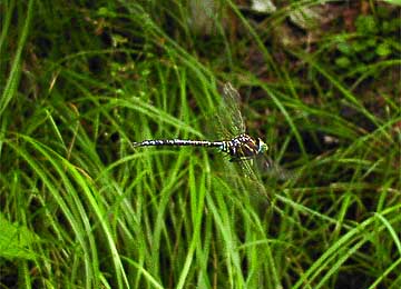 庭のルリボシヤンマ