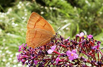 ブッドレアに来たムモンアカシジミ