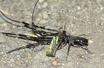 オオシロフベッコウ