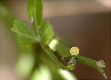 クロアゲハの卵