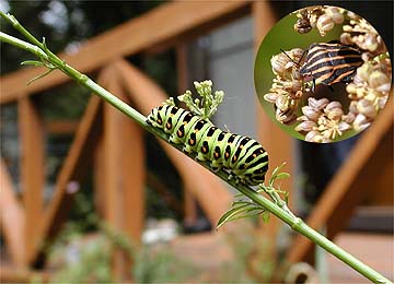 庭のパセリにいたキアゲハの幼虫とアカスジカメムシ