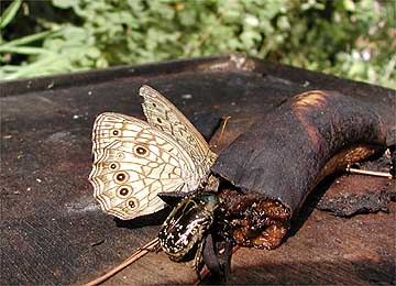 キマダラモドキ