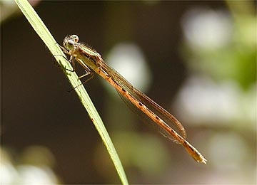 集まりはじめたオツネントンボ