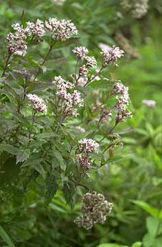 蔵王のヒヨドリバナ