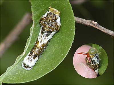 クロアゲハの幼虫
