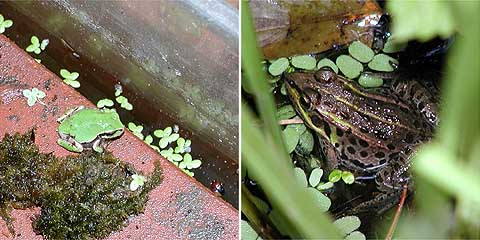 アトリエのカエル