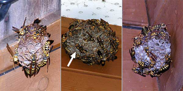 アトリエのアシナガバチ