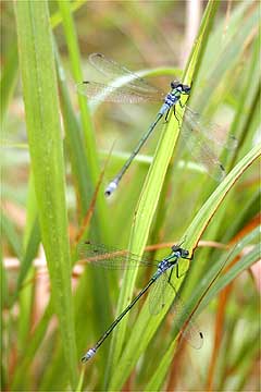 アオイトトンボ
