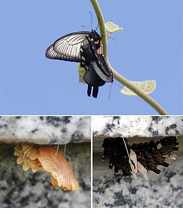 ジャコウアゲハ