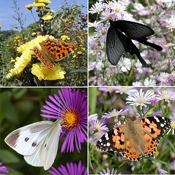 キクに来たチョウ