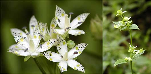 アケボノソウとハナイカリ
