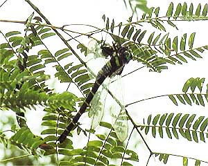 虫を食べるオニヤンマ