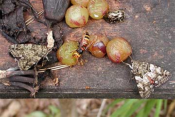 餌台のオニベニシタバ