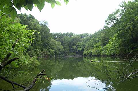 海岸近くのブナ林