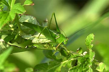 <s>クダマキモドキ</s>　ヘリグロツユムシ