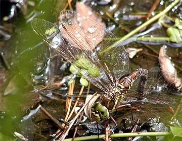 ルリボシヤンマの産卵