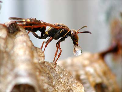 雨の日のアシナガバチ