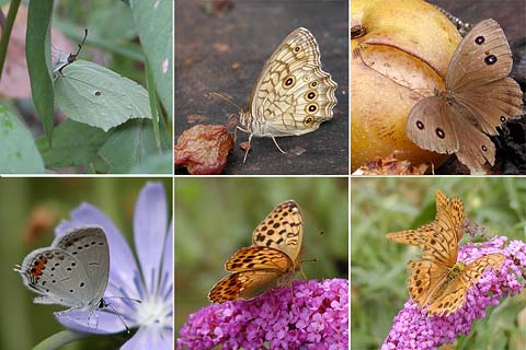今日のバタフライガーデン