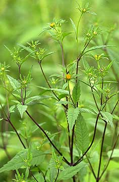 アメリカセンダングサ