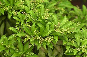 アセビのつぼみ