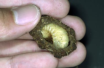 アオカナブンの前蛹？