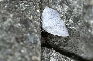 ウラギンシジミ