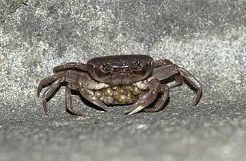 子持ちのサワガニ