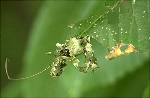 スミナガシの幼虫はどこ？