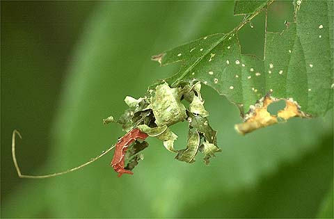スミナガシの幼虫はこちら